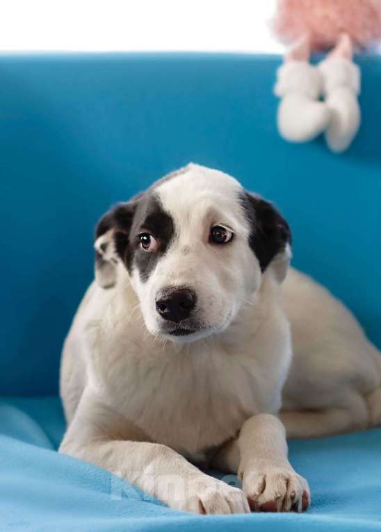 Собаки в Москве: Белый щенок Эмми в добрые руки Девочка, 1 руб. - фото 8