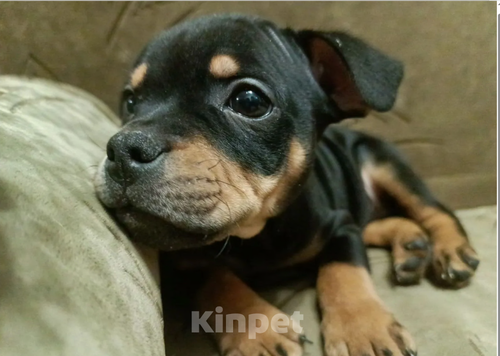 Собаки в Казани: Английский Стаффордширский Бультерьер Мальчик, Бесплатно - фото 1