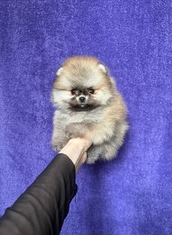 Девочка мини
