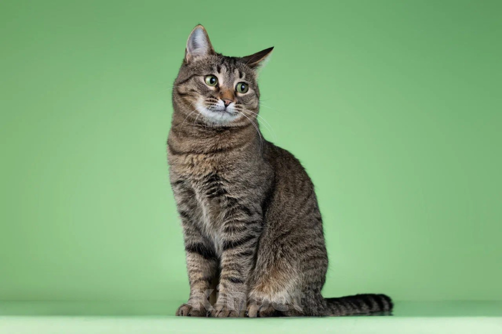 Кошки в Москве: Кошка Мария ищет дом Девочка, Бесплатно - фото 6