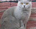 Кошки в Москве: Британский голубой котик, очень ласковый. Мальчик, 70 000 руб. - фото 2