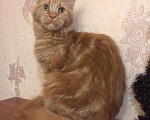 Кошки в Барыше: Котики из питомника, 15 000 руб. - фото 9