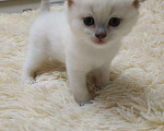 Кошки в Абакане: Вязка с опытным котом, 1 500 руб. - фото 5