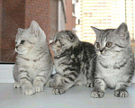 Кошки в Калязине: Шотландские прямоухие серебристые Котятки., 15 000 руб. - фото 2