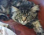 Кошки в Выксе: Мейн-кун вязка, 4 000 руб. - фото 2