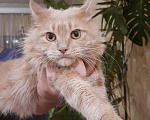 Кошки в Барыше: Мейн кун, 12 000 руб. - фото 5