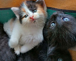 Кошки в Калуге: Котята-карапузики  в добрые руки., Бесплатно - фото 2