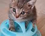 Кошки в Красногорске: Котенок девочка 1,5 месяца ищет дом Девочка, Бесплатно - фото 4