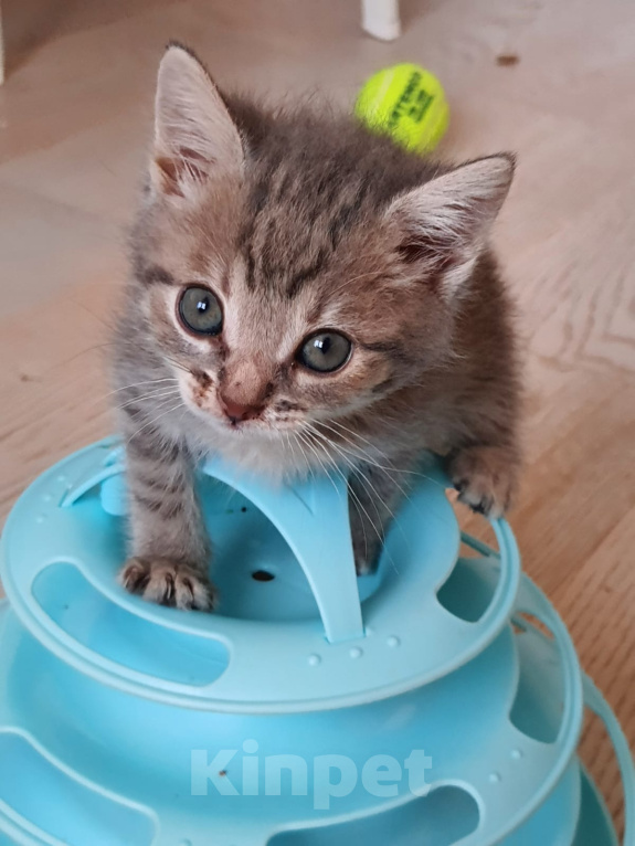 Кошки в Красногорске: Котенок девочка 1,5 месяца ищет дом Девочка, Бесплатно - фото 4
