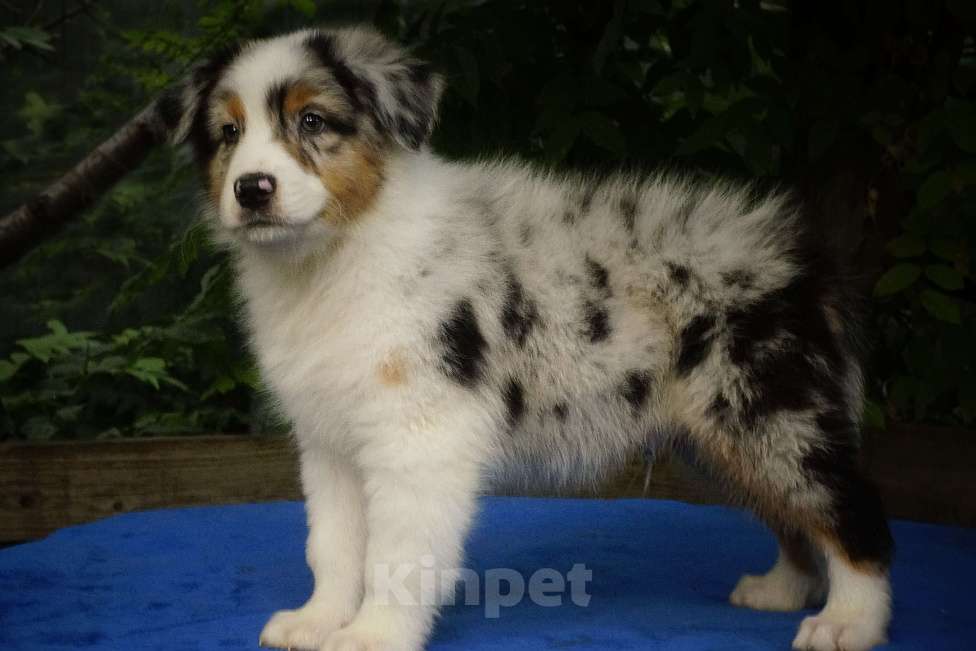 Собаки в Ростове-на-Дону: Щенки австралийской овчарки Мальчик, 60 000 руб. - фото 2