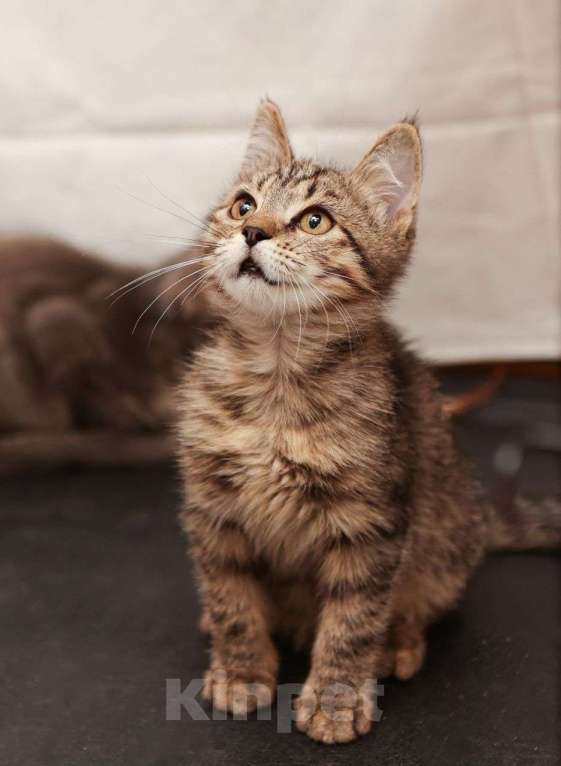 Кошки в Москве: Полосатенький котенок, которого Вы точно захотите укотовить 🤎 Мальчик, Бесплатно - фото 2