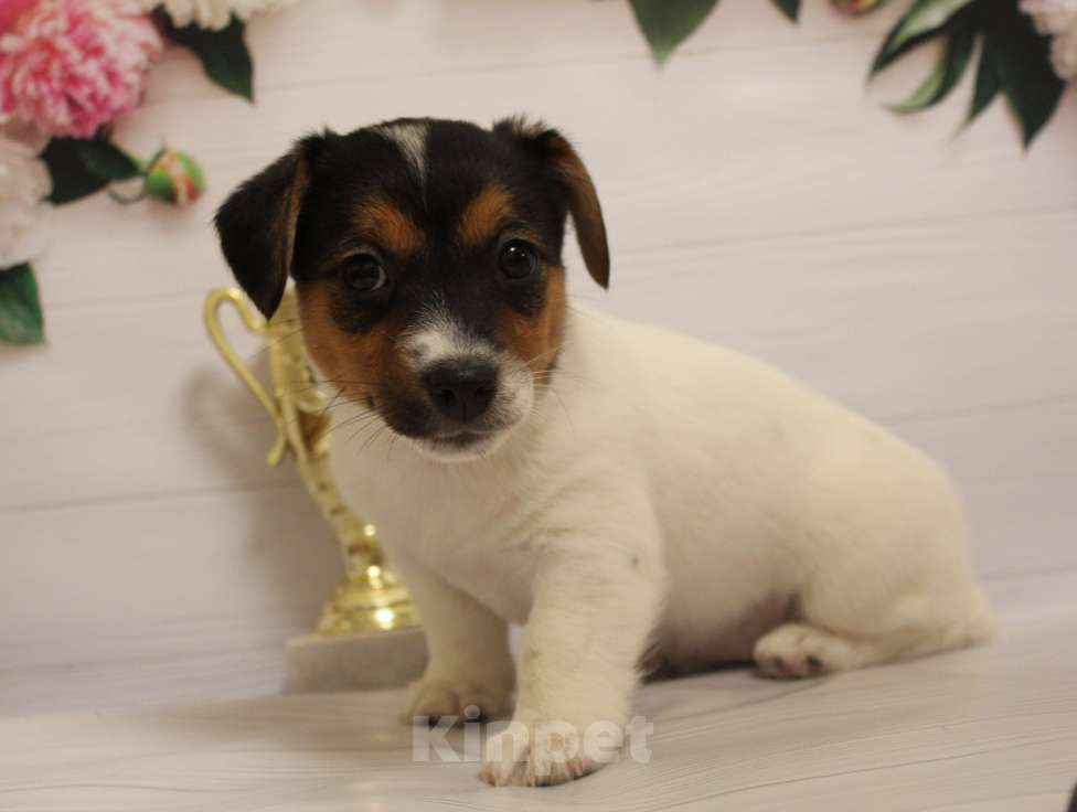 Собаки в Москве: Щенки джек рассел терьера Девочка, 15 000 руб. - фото 6