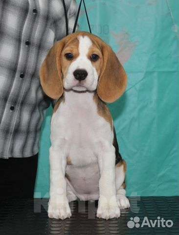 Собаки в Нижневартовске: Щеночек бигль Мальчик, Бесплатно - фото 2