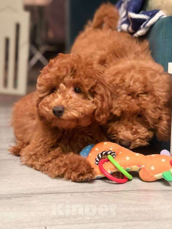 Собаки в Мытищах: Миниатюрный пудель Айла Девочка, 60 000 руб. - фото 2