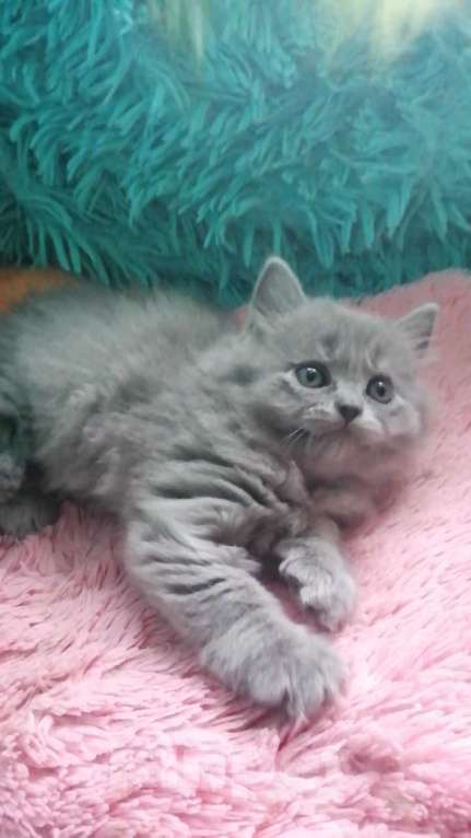 Кошки в Москве: Шотландские котята  Девочка, 10 000 руб. - фото 10