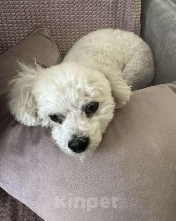 Собаки в Москве: Отдам в добрые руки Мальчик, Бесплатно - фото 4