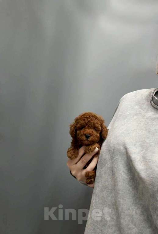 Собаки в Москве: Мини мальчик ред браун Мальчик, 70 000 руб. - фото 4