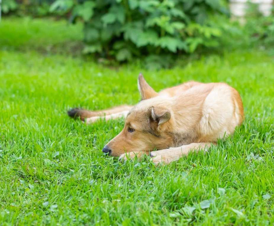 Собаки в других городах Московской области: Щенок ищет дом Девочка, Бесплатно - фото 3