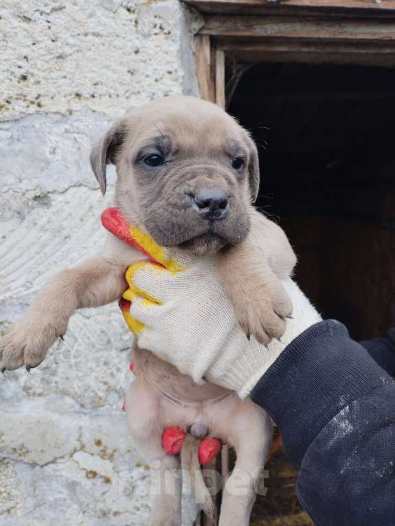 Собаки в Феодосии: Кане Корсо Мальчик, 25 000 руб. - фото 2