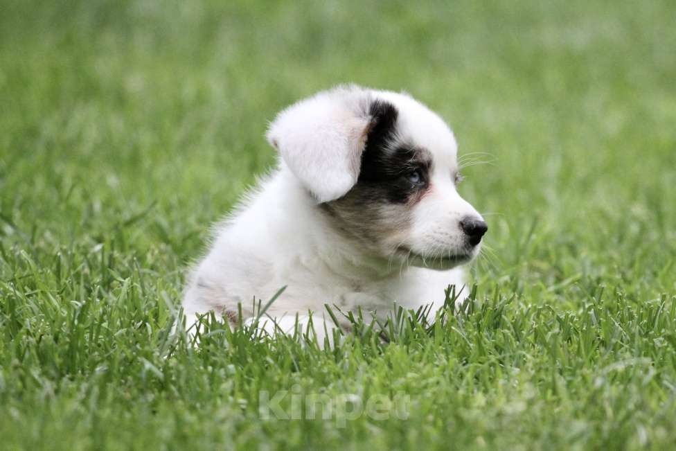 Собаки в Москве: Мальчик вельш корги кардиган Мальчик, Бесплатно - фото 6