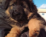 Собаки в Перми: Мальчик длинношерстной немецкой овчарки Мальчик, 40 000 руб. - фото 1