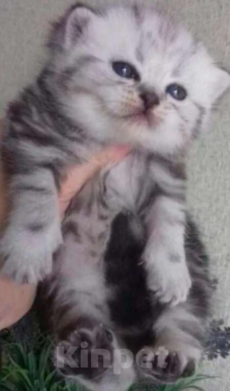 Кошки в Москве: Шотландская вислоухая  Девочка, 5 000 руб. - фото 3