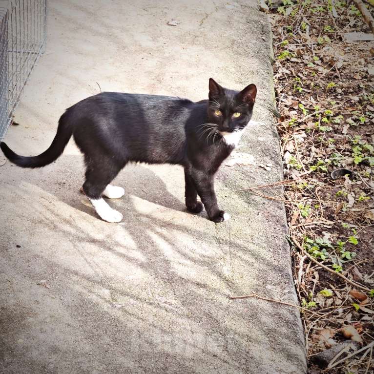 Кошки в Москве: Крошик ищет дом Мальчик, 1 руб. - фото 6