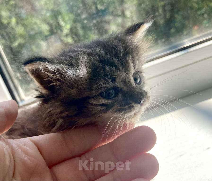 Кошки в Благовещенске: Котенок девочка 1 месяц Девочка, Бесплатно - фото 1