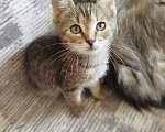 Кошки в Москве: Котенок в добрые руки Девочка, Бесплатно - фото 2