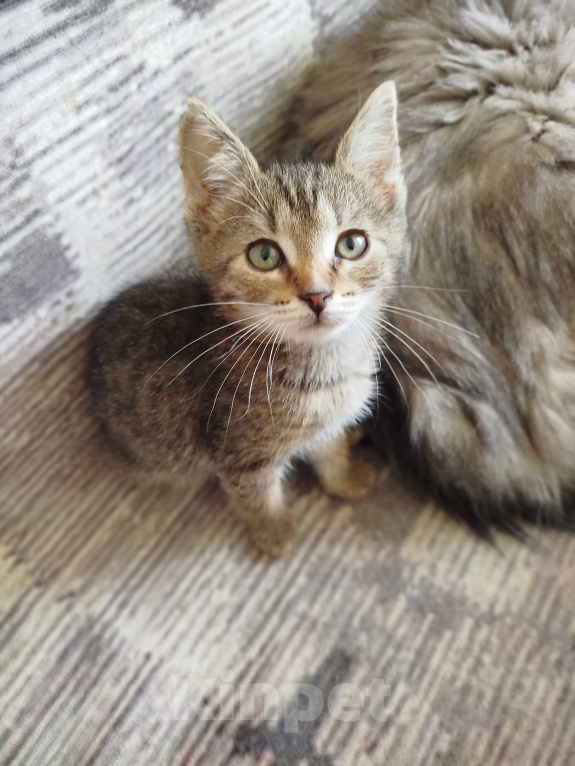 Кошки в Москве: Котенок в добрые руки Девочка, Бесплатно - фото 2