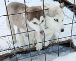 Собаки в Сургуте: Щенки сибирской хаски Девочка, 500 руб. - фото 2