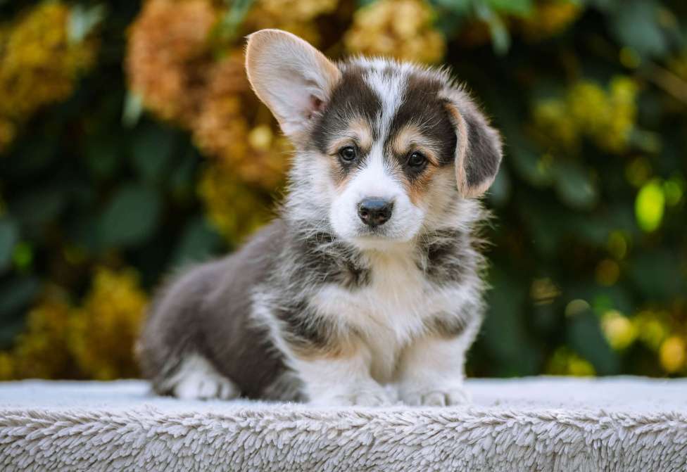 Собаки в Новосибирске: Вельш Корги Пемброк Джек Воробей Мальчик, 65 000 руб. - фото 4