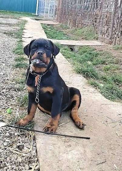 Собаки в Краснодаре: Девочка ротвейлера  Девочка, 70 000 руб. - фото 1