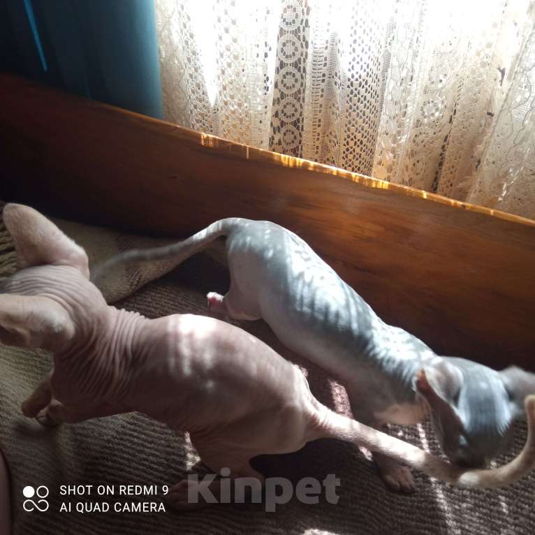 Кошки в Владимире: Котята сфинксики канадские Мальчик, 25 000 руб. - фото 3
