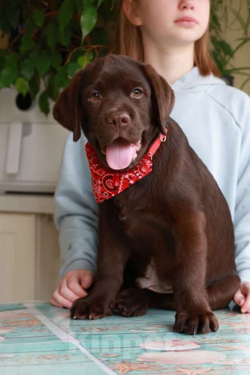 Собаки в Москве: Шоколадный мальчик с мягким характером и взглядом Мальчик, 80 000 руб. - фото 3