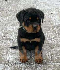 Собаки в Санкт-Петербурге: Питомник ротвейлеров АКСЛЕН предлагает к продаже щенков разного возраста. Мальчик, 80 000 руб. - фото 4