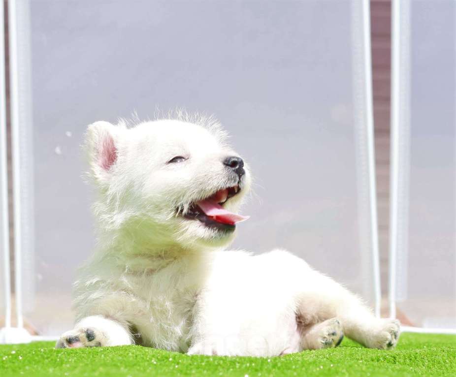 Собаки в Москве: вест хайленд вайт терьер Мальчик, 120 000 руб. - фото 3