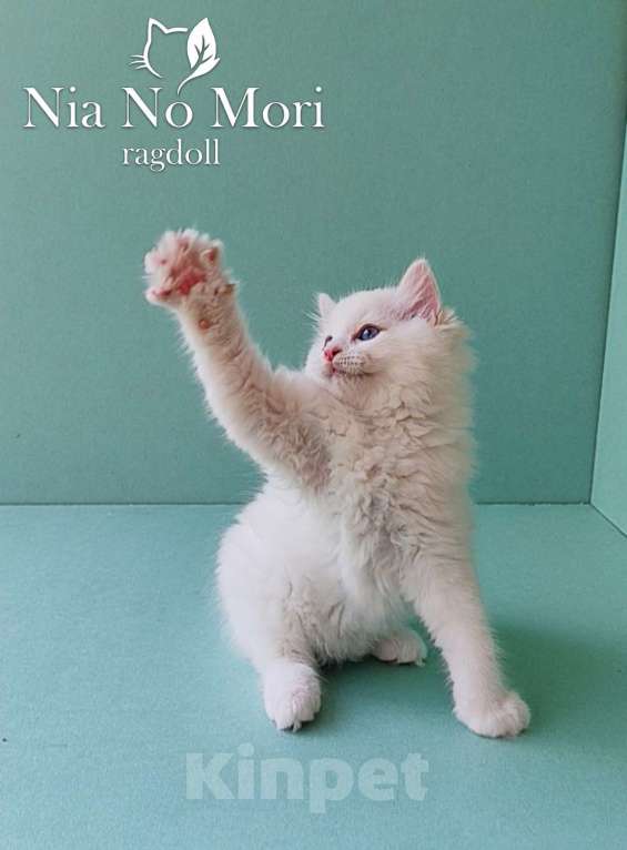 Кошки в Пензе: Котёнок породы Рэгдолл - Boris Мальчик, 65 000 руб. - фото 1