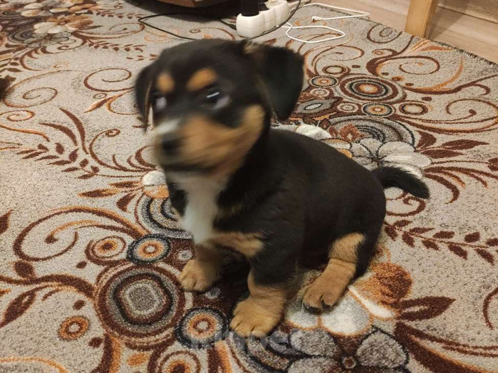 Собаки в Подольске: Собачку в добрые руки  Девочка, 1 руб. - фото 3