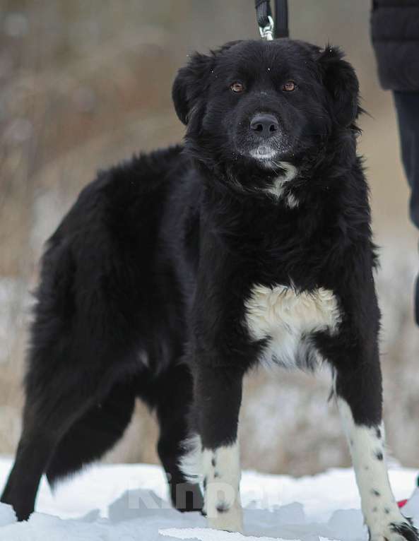 Собаки в Москве: Злата, идеальная собака Девочка, 1 руб. - фото 1