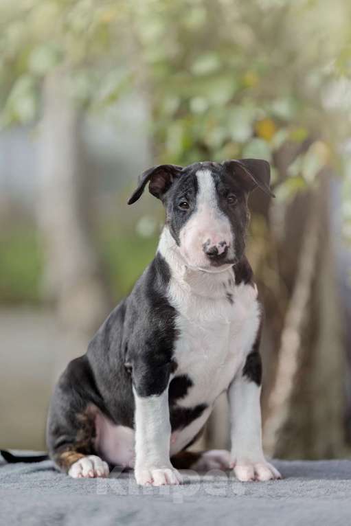 Собаки в Москве: Очень перспективные щенки стандартного бультерьера от здоровой и красивой пары чемпионов Мальчик, 90 000 руб. - фото 4