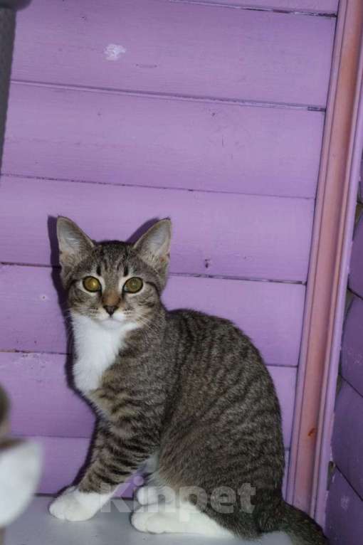 Кошки в Москве: Тума в поисках семьи  Девочка, Бесплатно - фото 2