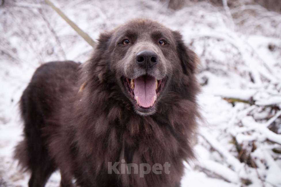 Собаки в Балашихе: Очаровательный Смокки в добрые руки Мальчик, Бесплатно - фото 5