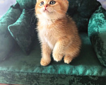 Кошки в Самаре: Котята Девочка, 35 000 руб. - фото 3