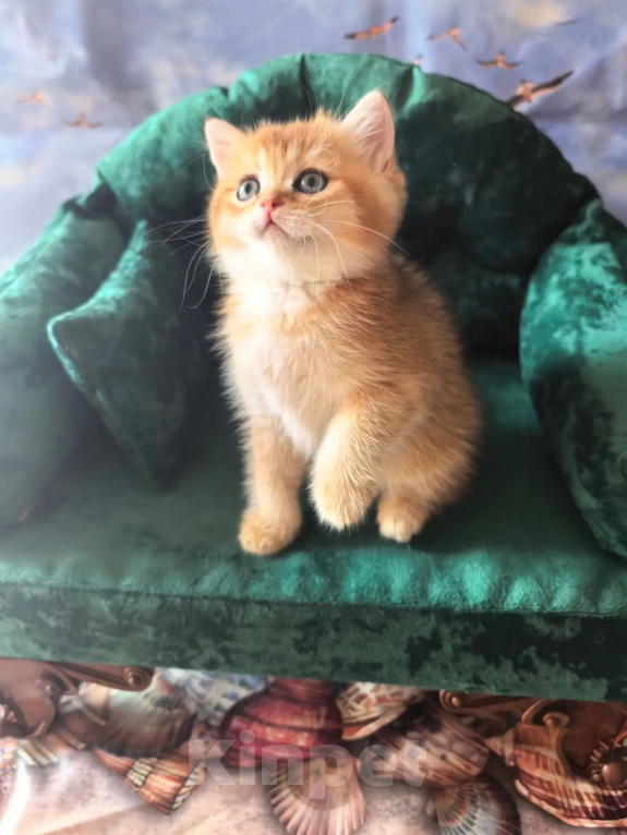 Кошки в Самаре: Котята Девочка, 35 000 руб. - фото 3