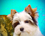 Собаки в Выборге: Продажа Бивер йорк терьер  Мальчик, 40 000 руб. - фото 3