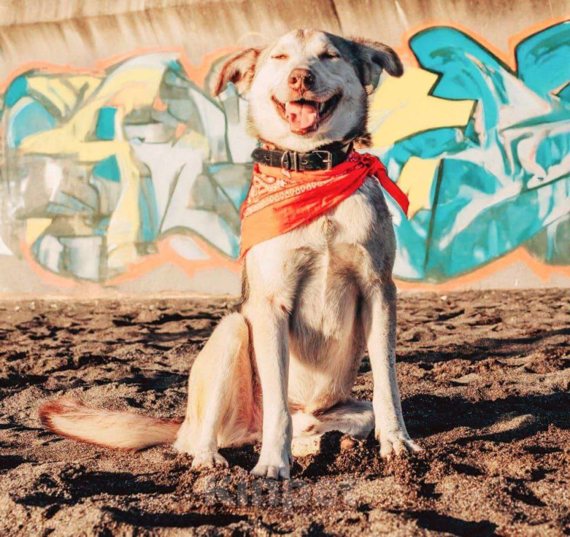 Собаки в Сочи: Джекки Южный метис Мальчик, Бесплатно - фото 5