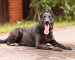 Собаки в Красногорске: Пёс Блэк ищет своих хозяев Мальчик, Бесплатно - фото 3