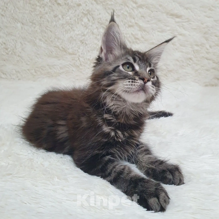 Кошки в Сочи: МЕЙН-КУН КОТЯТА Мальчик, 60 000 руб. - фото 1