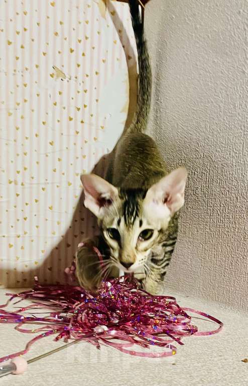 Кошки в Перми: Ориентальный котенок  Девочка, 35 000 руб. - фото 2